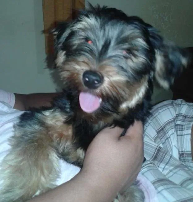 Cachorro ra a Yorkshire idade 1 ano nome TOM