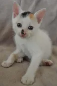 Ursulina