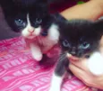 gato 