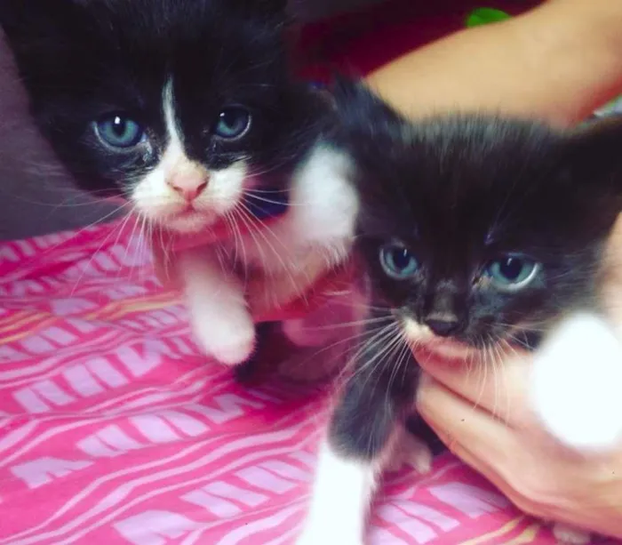 Gato ra a viralata idade Abaixo de 2 meses nome gato 