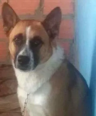 Cachorro ra a mistura castor com labradr idade 1 ano nome bayron