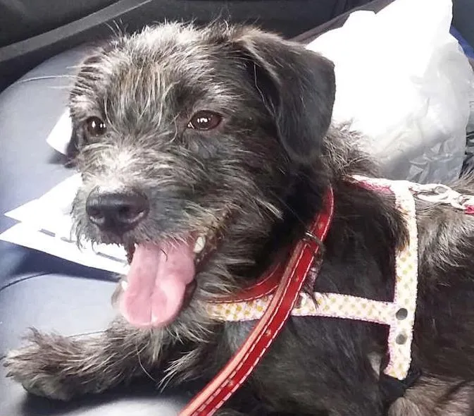 Cachorro ra a SRD idade 7 a 11 meses nome Amora