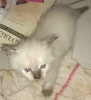 Gato raça Siamês idade 2 a 6 meses nome Sem nome