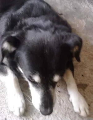 Cachorro raça mestiço idade 6 ou mais anos nome lobinho
