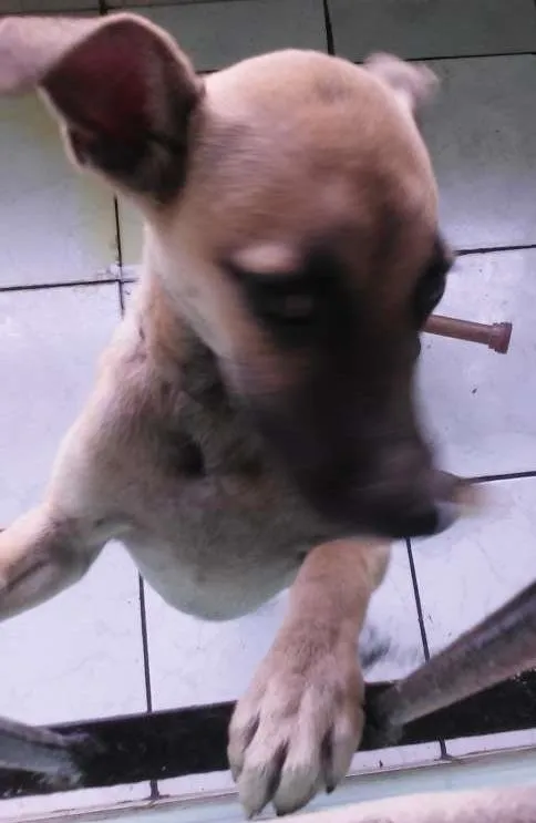 Cachorro ra a vira lata idade 2 a 6 meses nome bobby