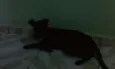 Não tem