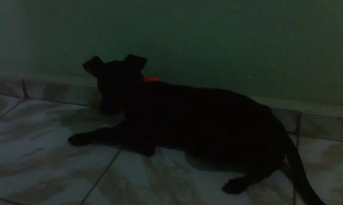 Cachorro raça Indefinida idade 7 a 11 meses nome Não tem