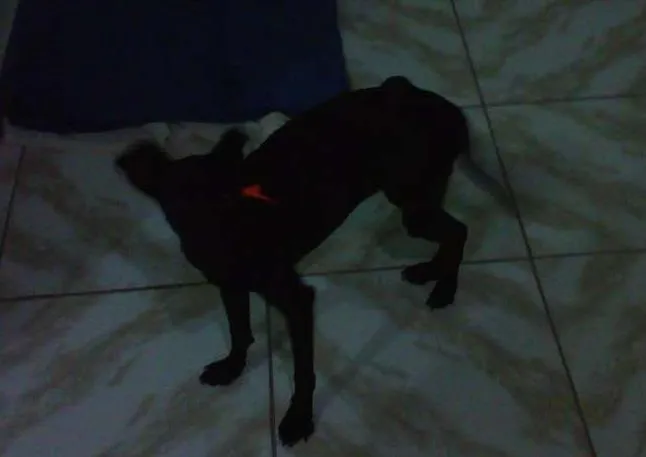 Cachorro raça Indefinida idade 7 a 11 meses nome Não tem