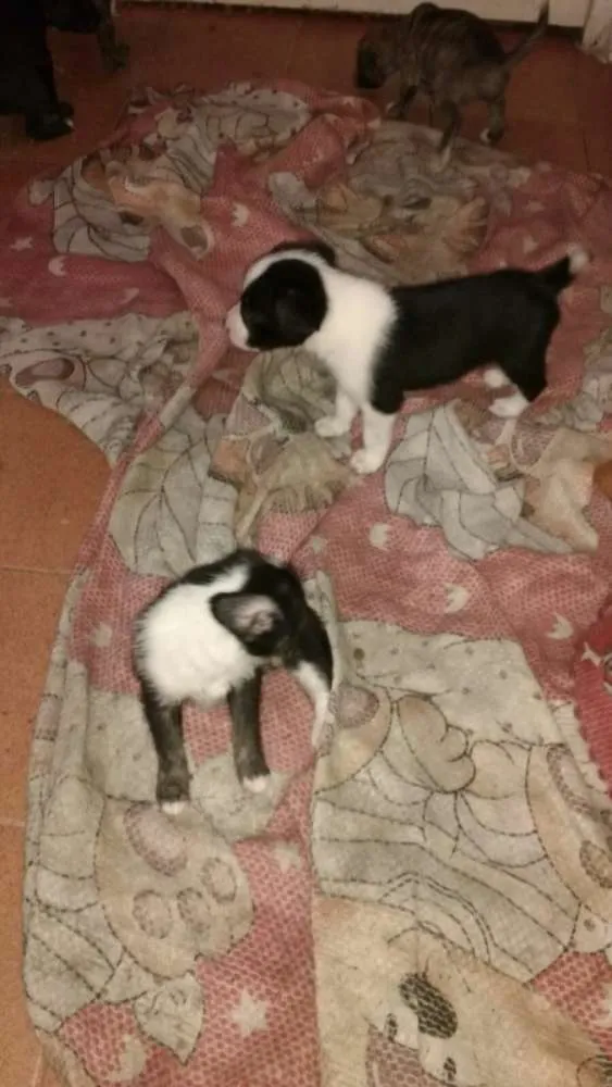 Cachorro ra a Medio Porte  idade Abaixo de 2 meses nome RECEM NASCIDOS