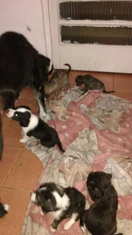 Cachorro ra a Medio Porte  idade Abaixo de 2 meses nome RECEM NASCIDOS