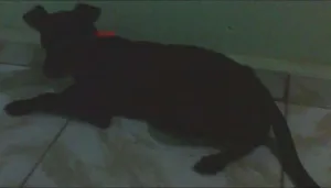 Cachorro raça Indefinida idade 7 a 11 meses nome Não tem
