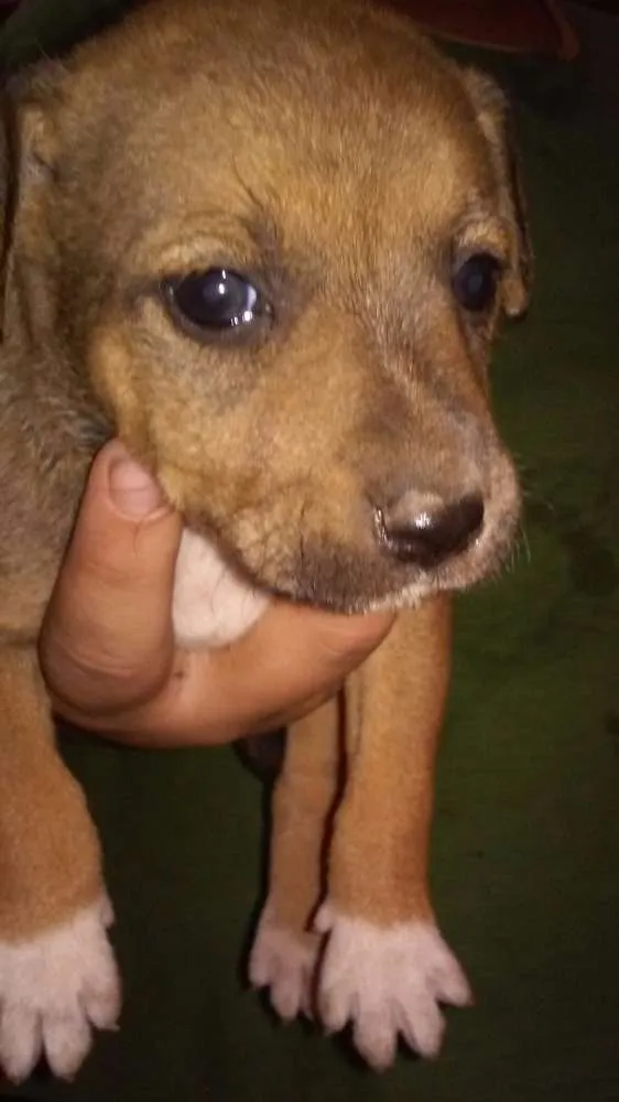 Cachorro ra a SRD idade Abaixo de 2 meses nome sem nome