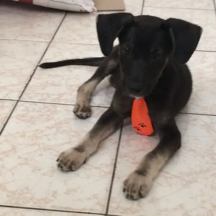 Cachorro ra a Sem raça idade 2 a 6 meses nome Afonso