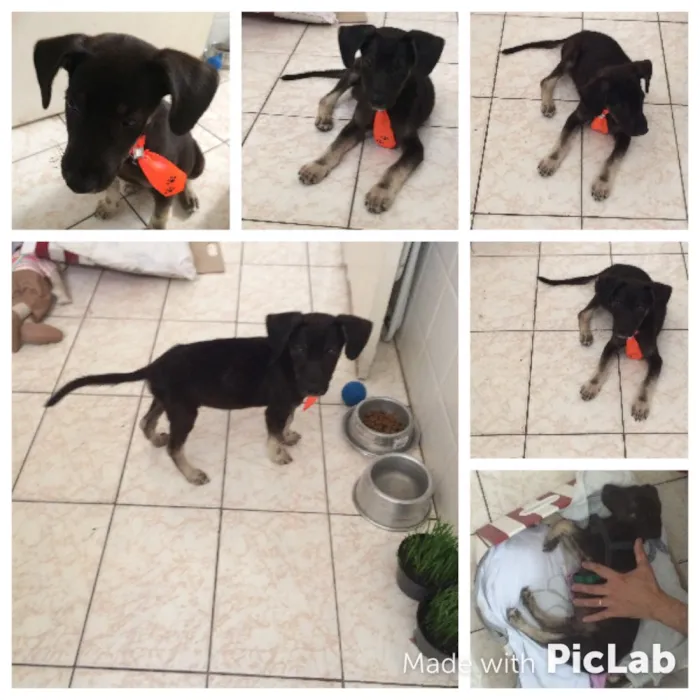 Cachorro ra a Sem raça idade 2 a 6 meses nome Afonso