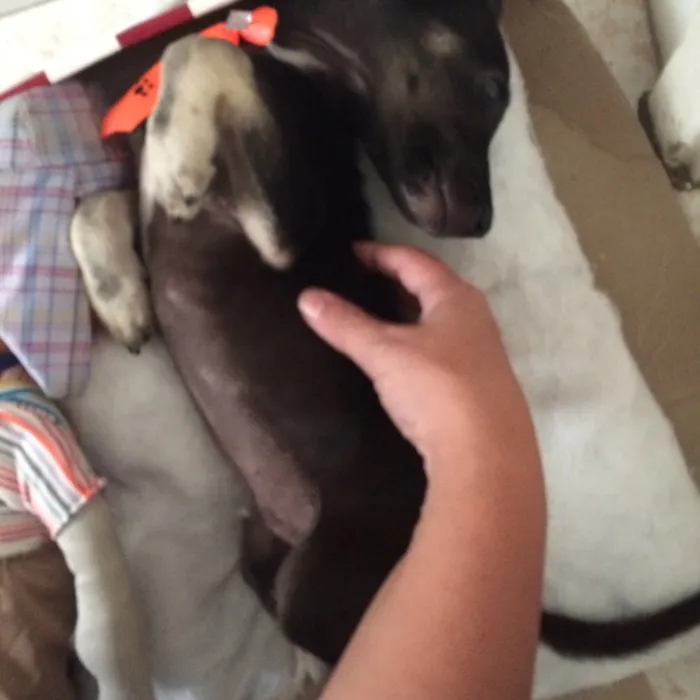 Cachorro ra a Sem raça idade 2 a 6 meses nome Afonso