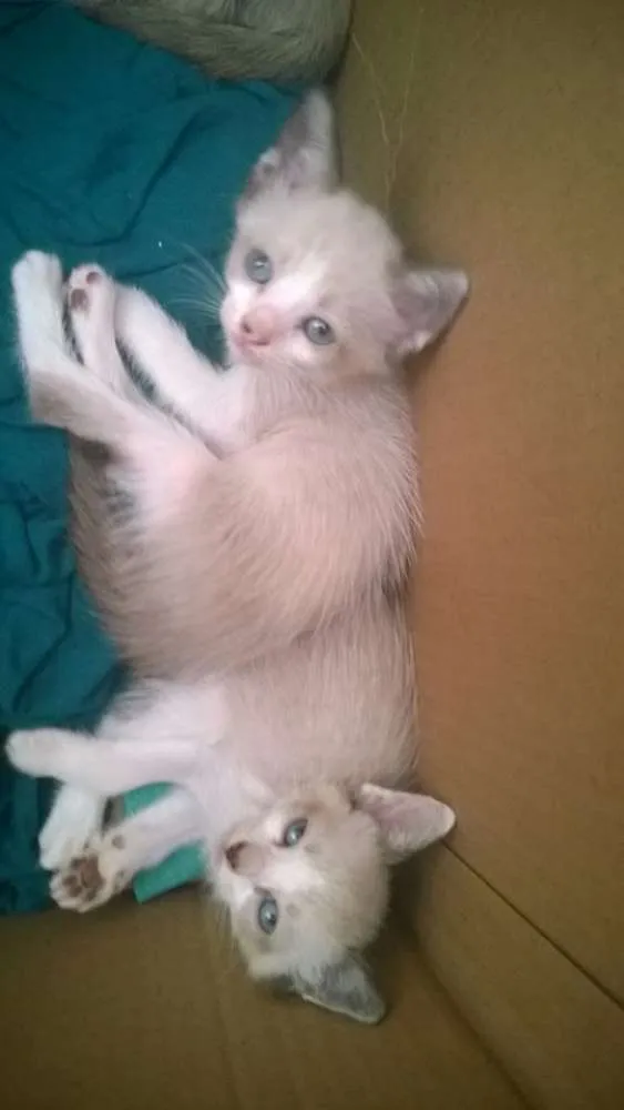Gato ra a Siames idade Abaixo de 2 meses nome sem nome
