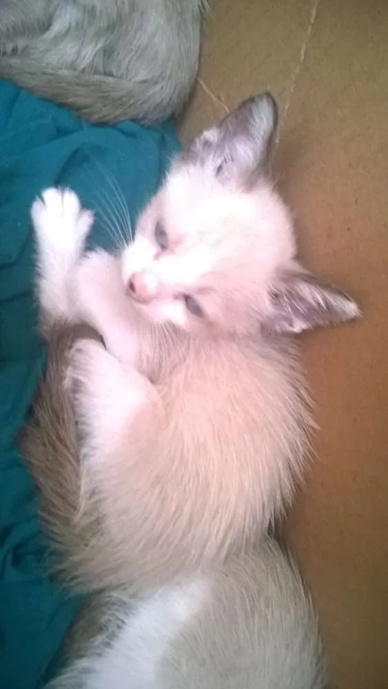 Gato ra a Siames idade Abaixo de 2 meses nome sem nome