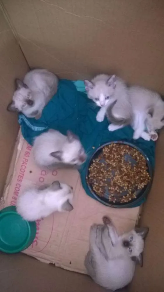 Gato ra a Siames idade Abaixo de 2 meses nome sem nome