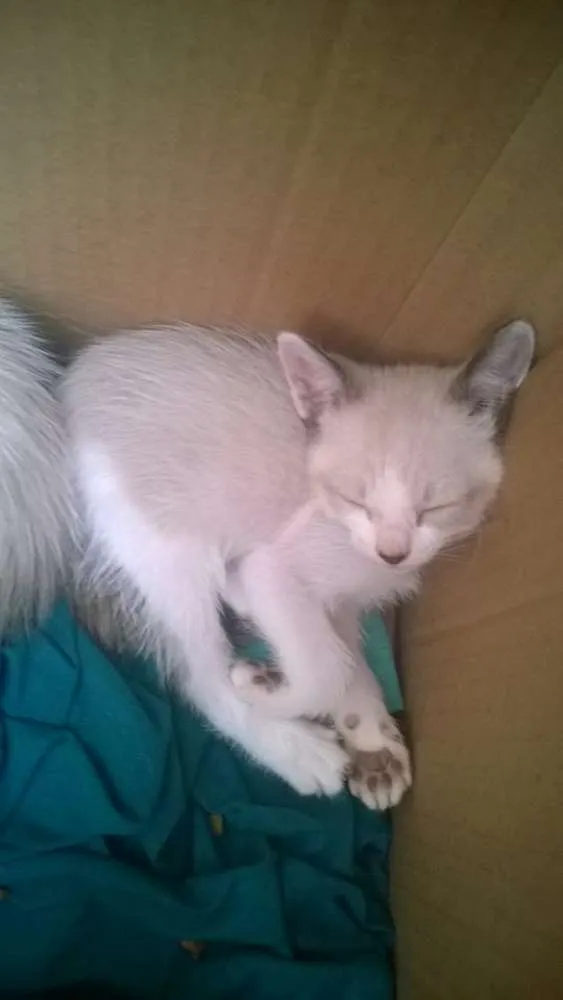 Gato ra a Siames idade Abaixo de 2 meses nome sem nome