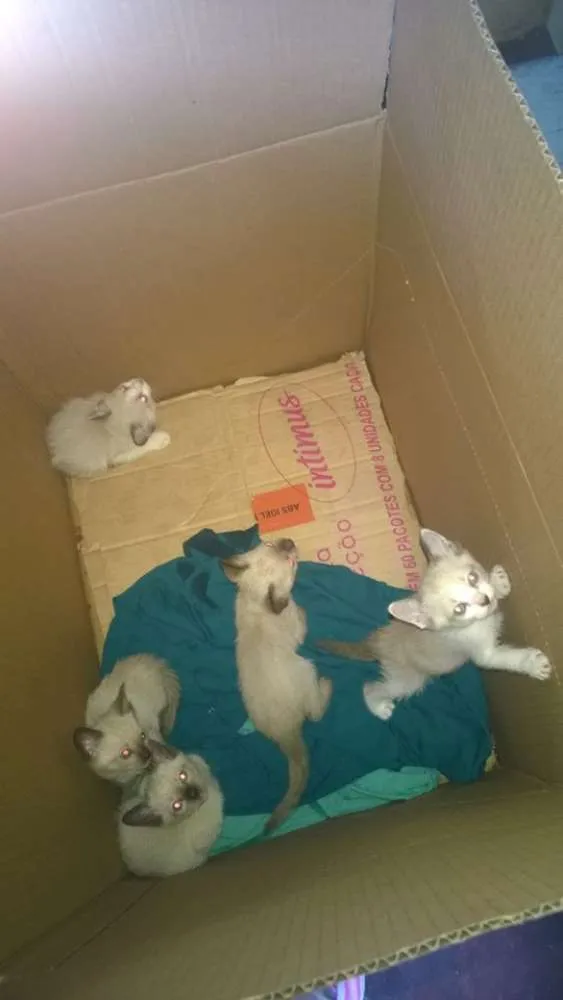 Gato ra a Siames idade Abaixo de 2 meses nome sem nome