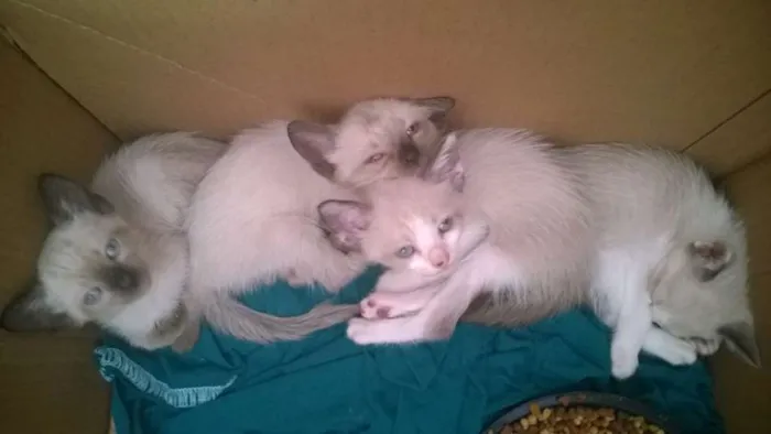 Gato ra a Siames idade Abaixo de 2 meses nome sem nome