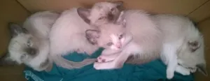 Gato raça Siames idade Abaixo de 2 meses nome sem nome