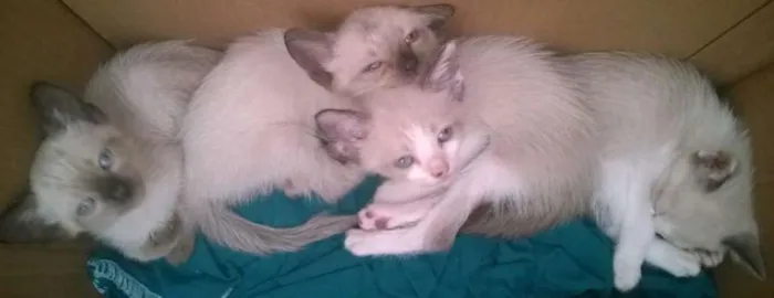 Gato ra a Siames idade Abaixo de 2 meses nome sem nome