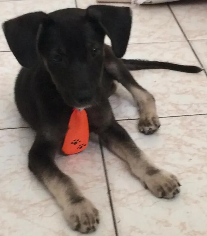 Cachorro ra a Sem raça idade 2 a 6 meses nome Afonso