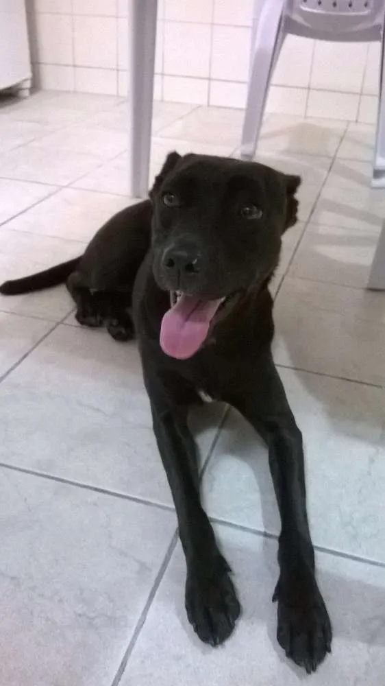 Cachorro ra a SRD idade 2 anos nome Pipoca