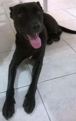 Cachorro raça SRD idade 2 anos nome Pipoca