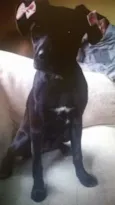 Pipoca