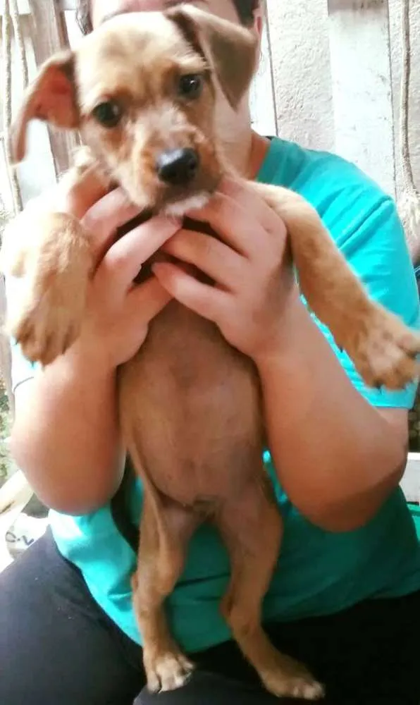 Cachorro ra a SRD idade 2 a 6 meses nome CASTORZINHO 