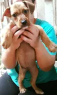 CASTORZINHO