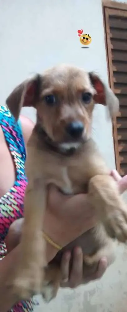 Cachorro ra a SRD idade 2 a 6 meses nome CASTORZINHO 