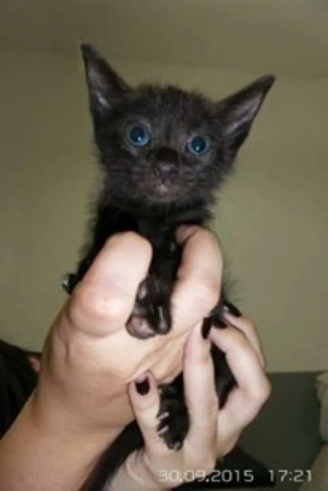 Gato ra a SRD idade Abaixo de 2 meses nome sem nome