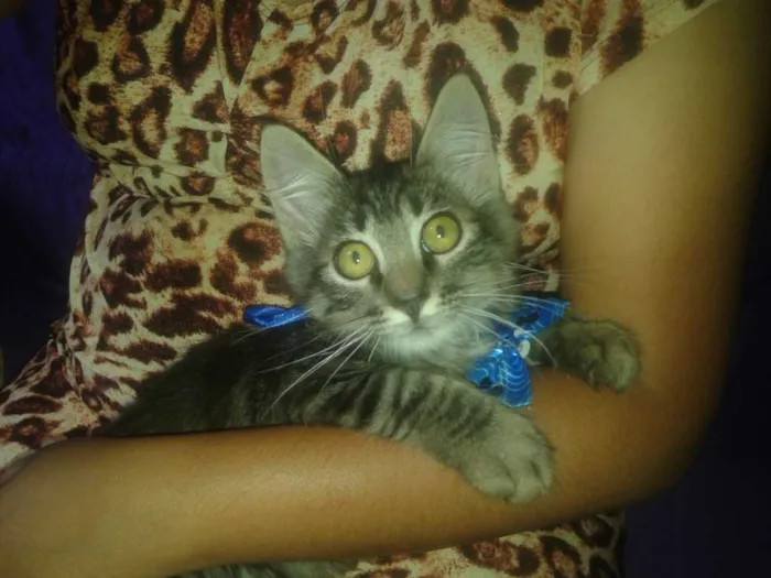 Gato ra a Indefinida idade 2 a 6 meses nome Kelvin tigrão