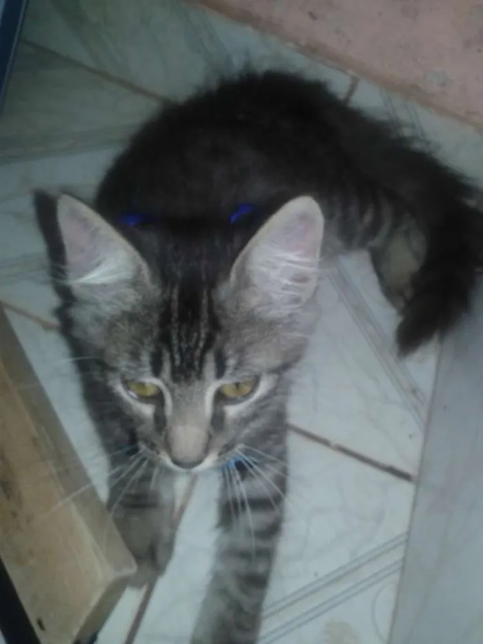 Gato ra a Indefinida idade 2 a 6 meses nome Kelvin tigrão
