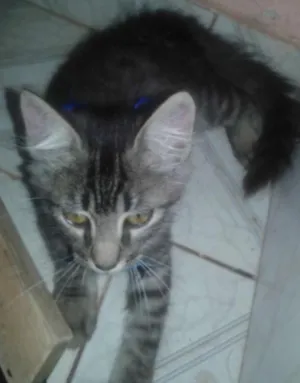 Gato raça Indefinida idade 2 a 6 meses nome Kelvin tigrão