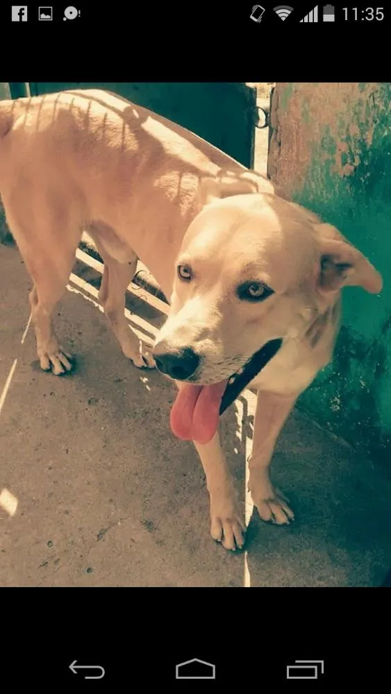 Cachorro ra a Labrador  idade 3 anos nome Marley