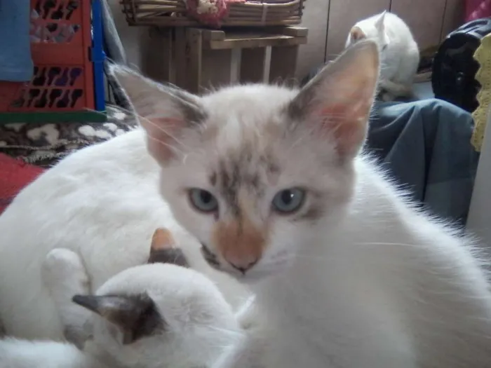 Gato ra a variadas idade 2 a 6 meses nome sem nome