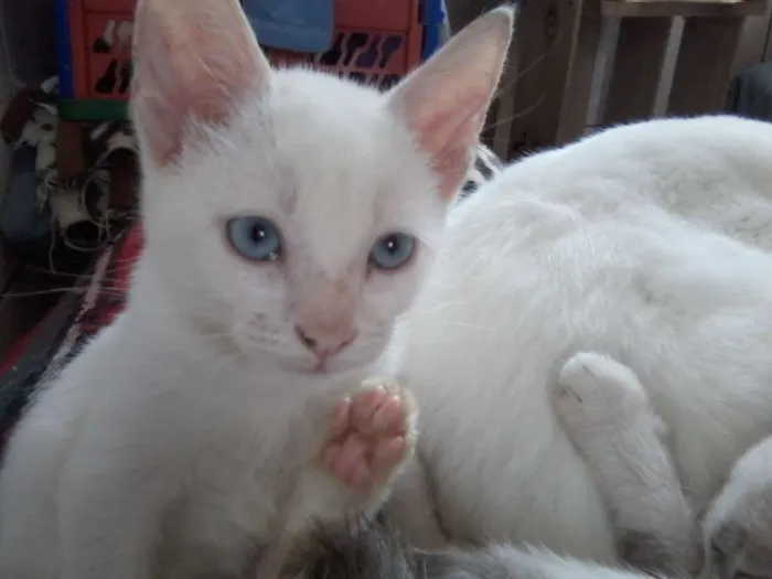 Gato ra a variadas idade 2 a 6 meses nome sem nome