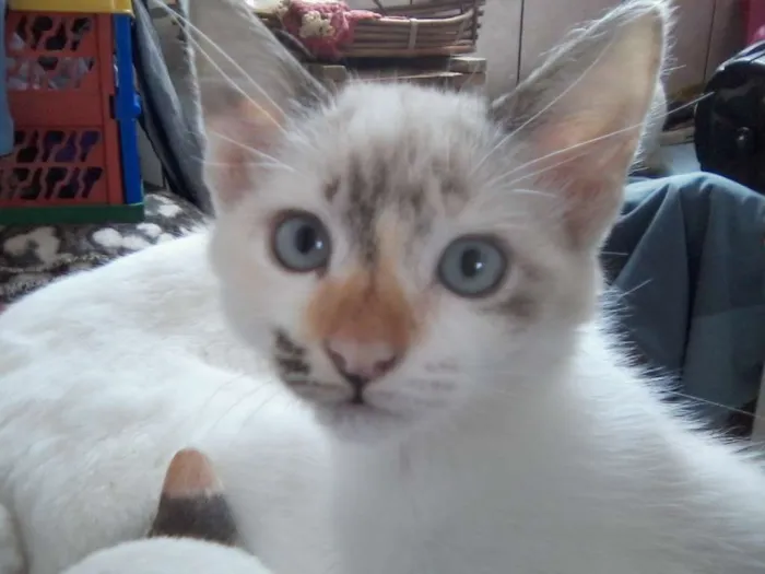 Gato ra a variadas idade 2 a 6 meses nome sem nome