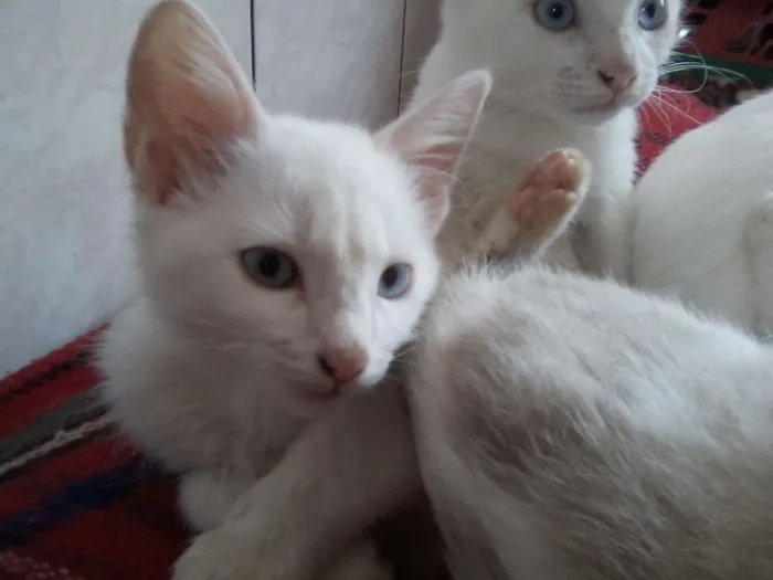 Gato ra a variadas idade 2 a 6 meses nome sem nome