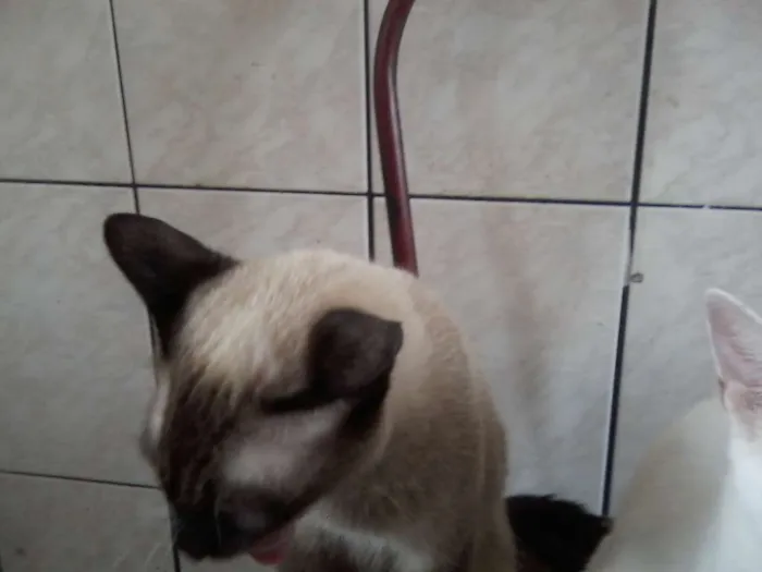 Gato ra a variadas idade 2 a 6 meses nome sem nome