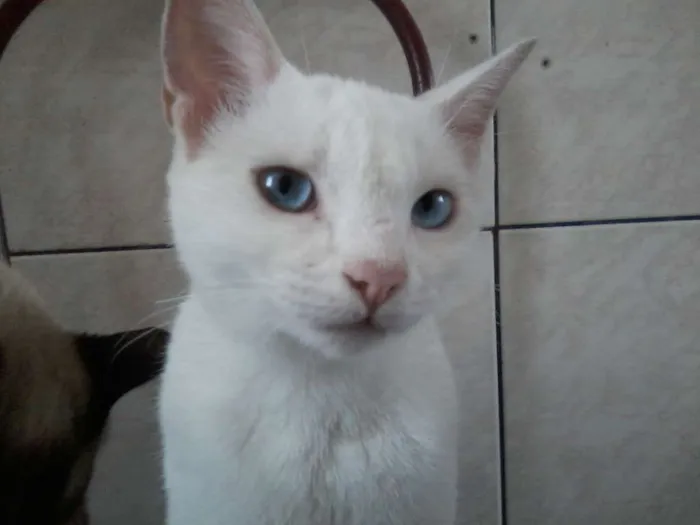 Gato ra a variadas idade 2 a 6 meses nome sem nome