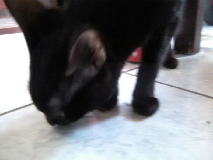 Gato ra a variadas idade 2 a 6 meses nome sem nome