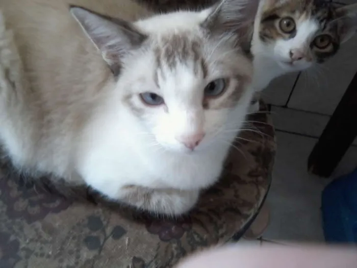 Gato ra a variadas idade 2 a 6 meses nome sem nome