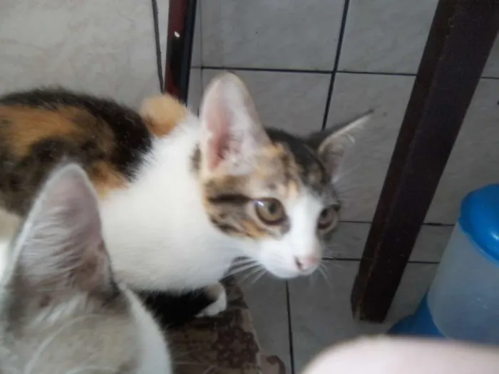 Gato ra a variadas idade 2 a 6 meses nome sem nome