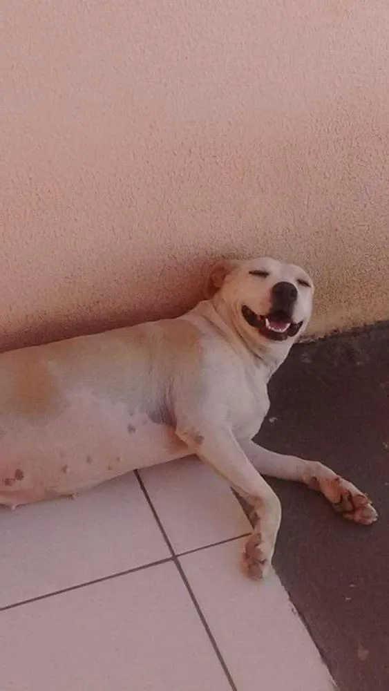 Cachorro ra a srd idade 1 ano nome madona