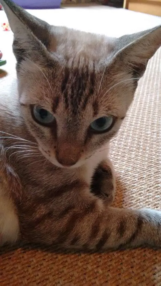 Gato ra a SRD idade 1 ano nome Adote Xuxa Castrada